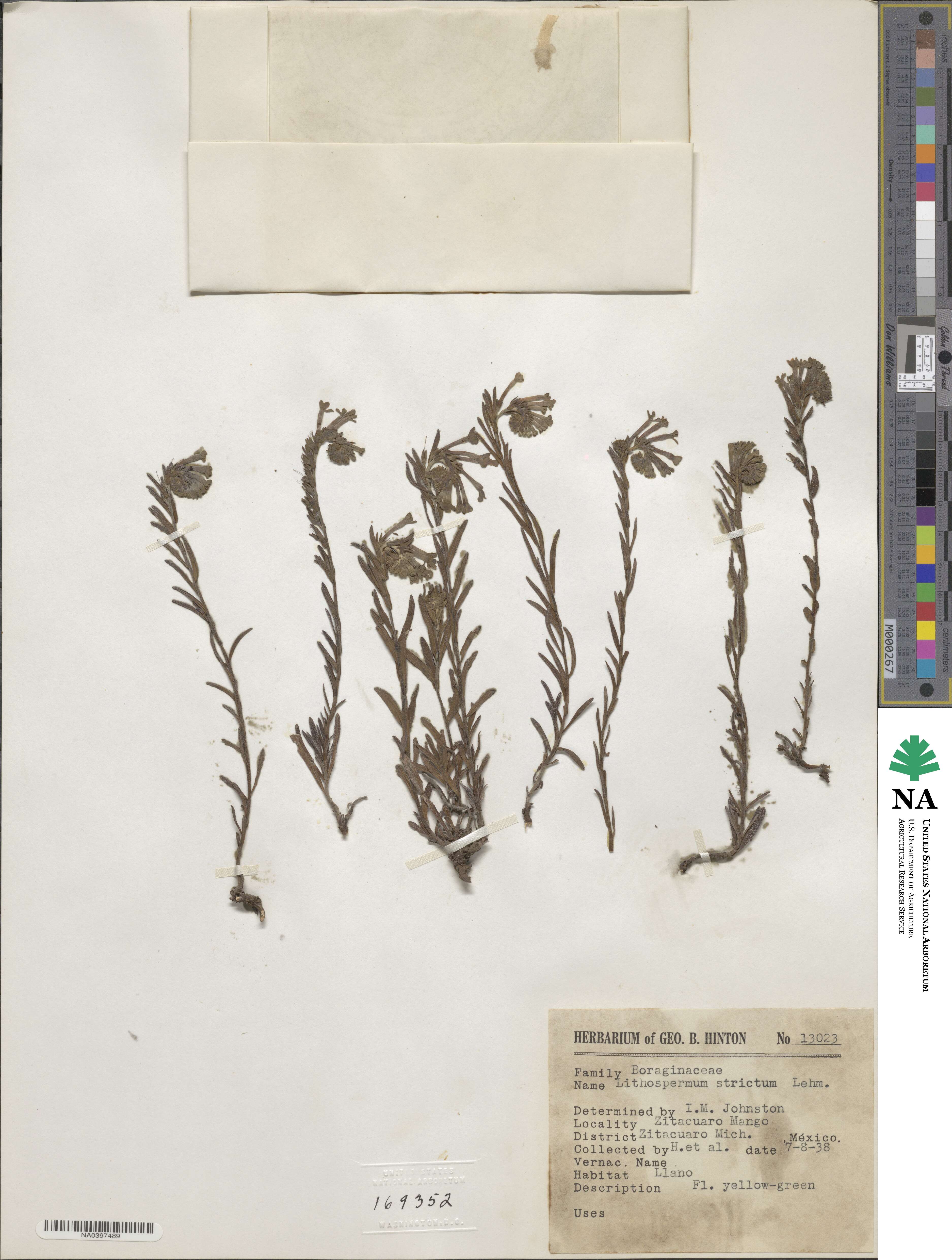 Lithospermum strictum image
