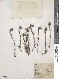 Lithospermum strictum image