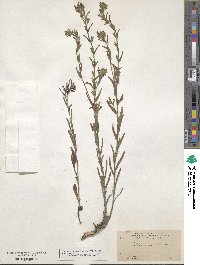 Lithospermum strictum image