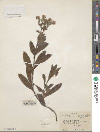 Lithospermum distichum image