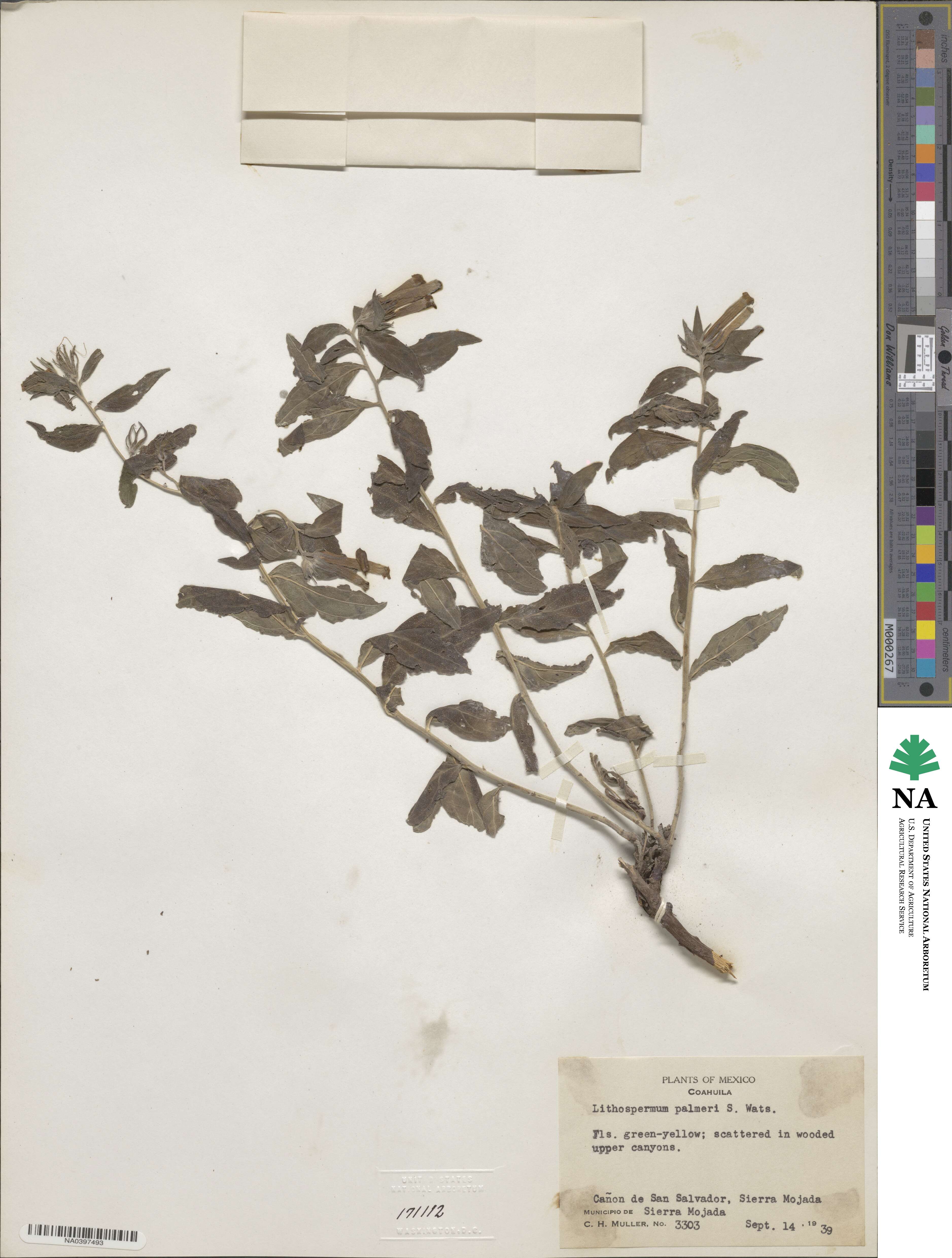 Lithospermum viride image