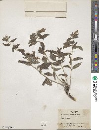 Lithospermum viride image