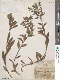 Lithospermum distichum image