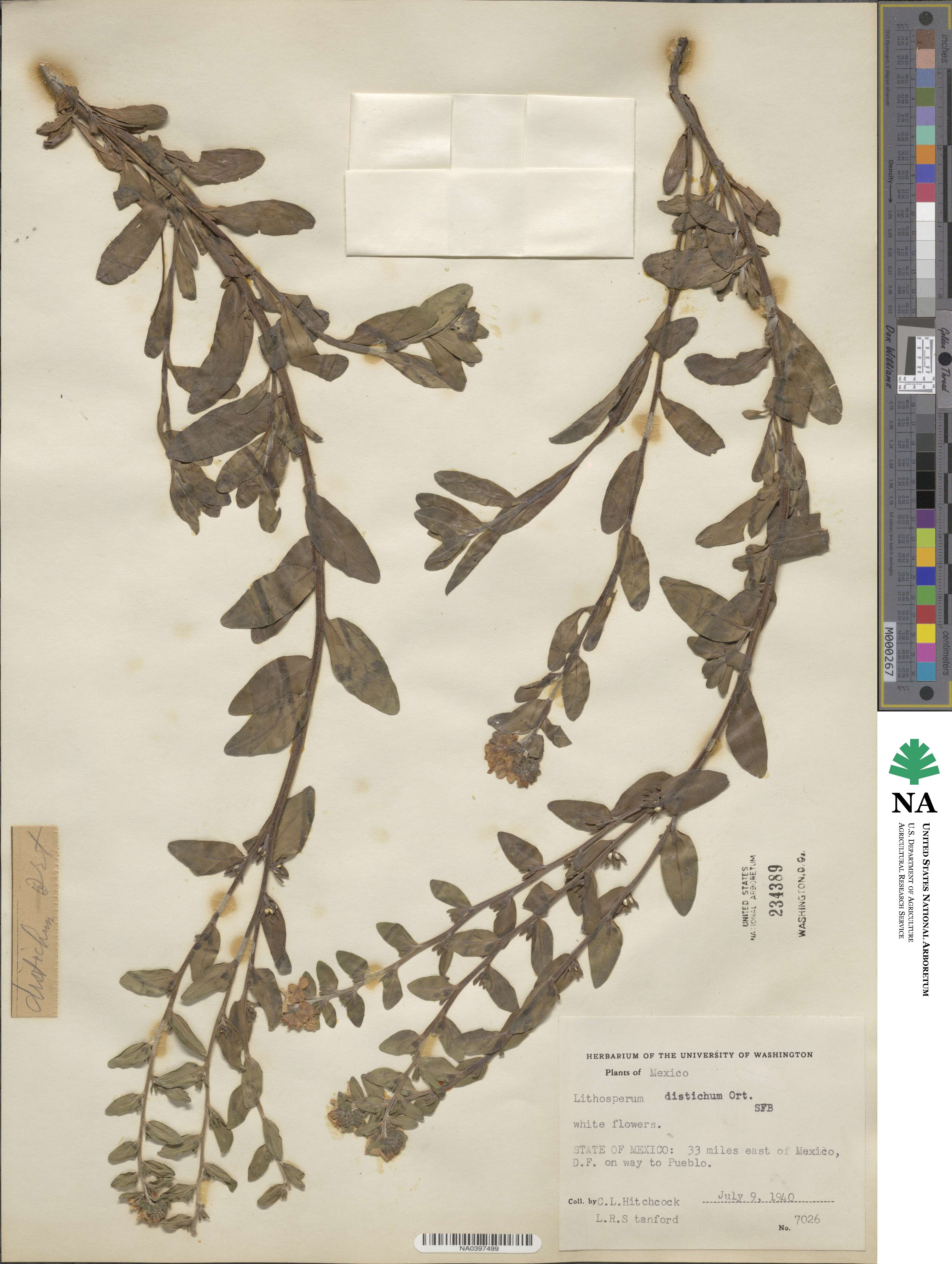Lithospermum distichum image
