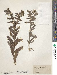 Lithospermum distichum image