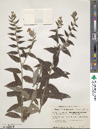 Image of Lithospermum discolor