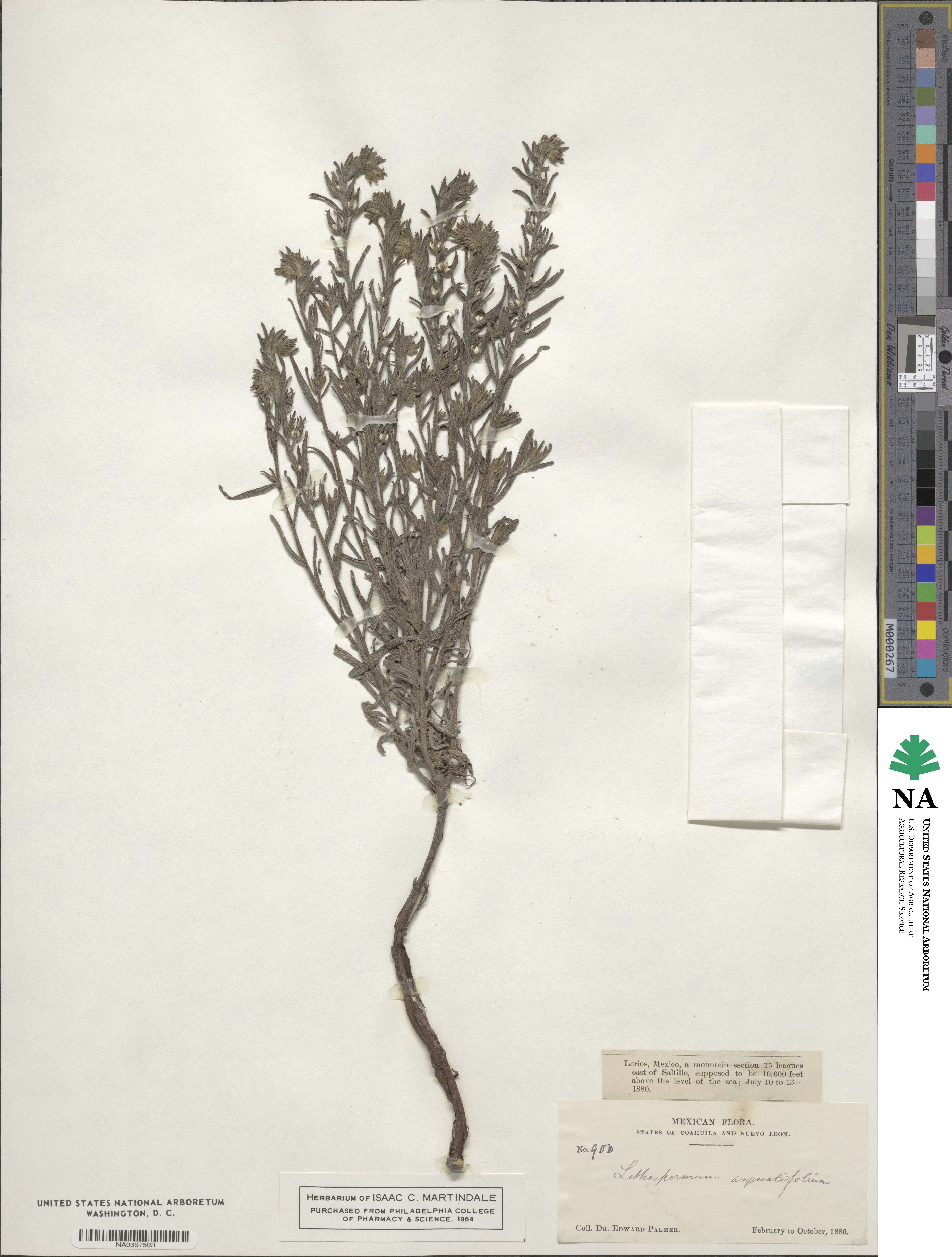 Lithospermum angustifolium image