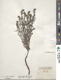 Lithospermum angustifolium image