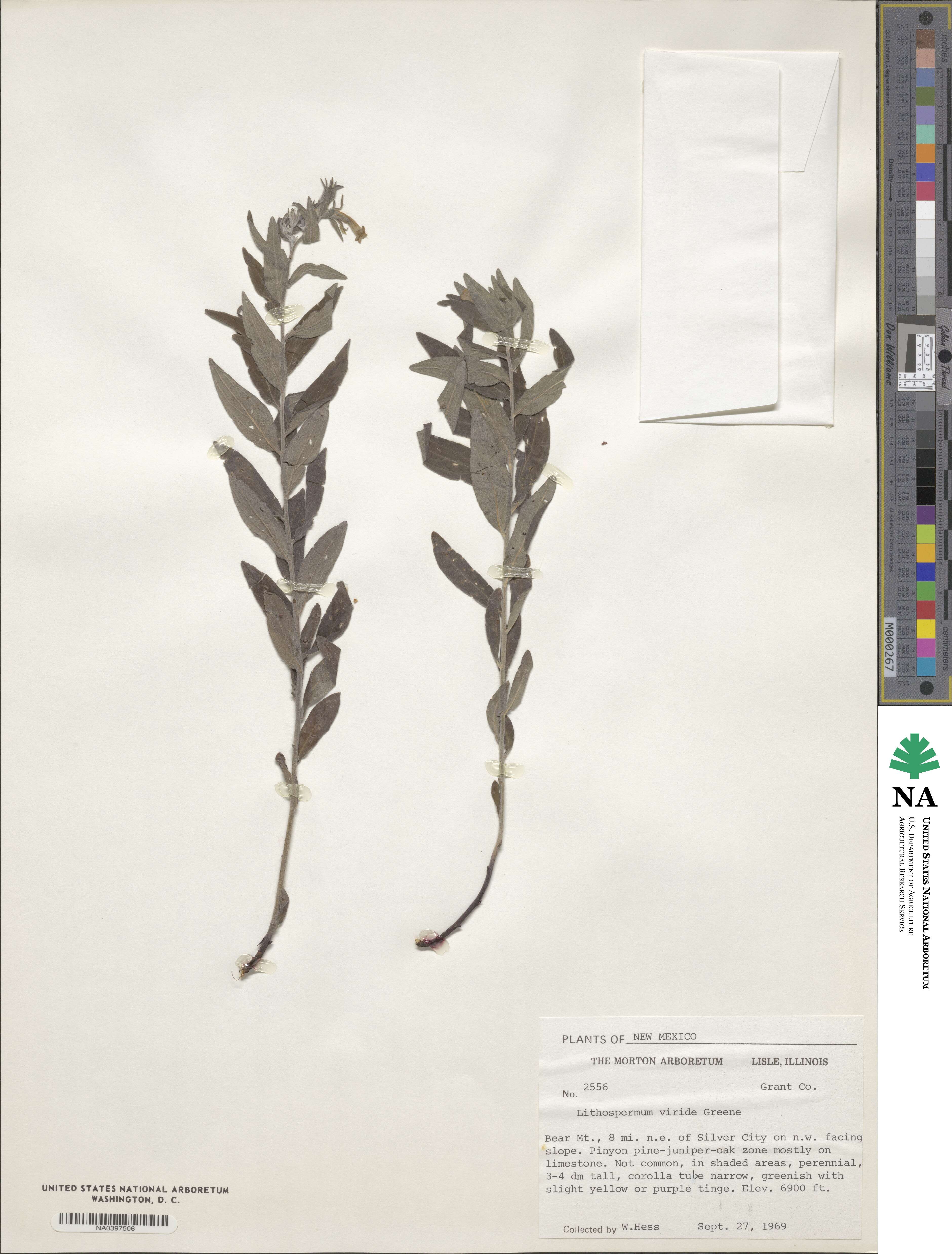 Lithospermum viride image