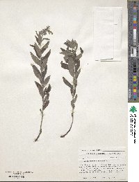 Lithospermum viride image