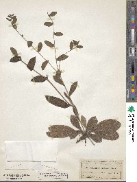 Lithospermum tuberosum image