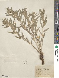 Lithospermum ruderale image