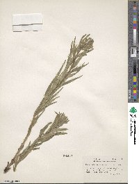 Lithospermum ruderale image