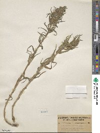 Lithospermum ruderale image