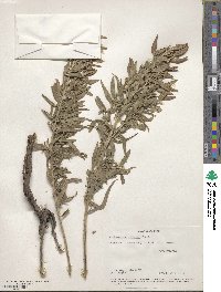 Lithospermum ruderale image