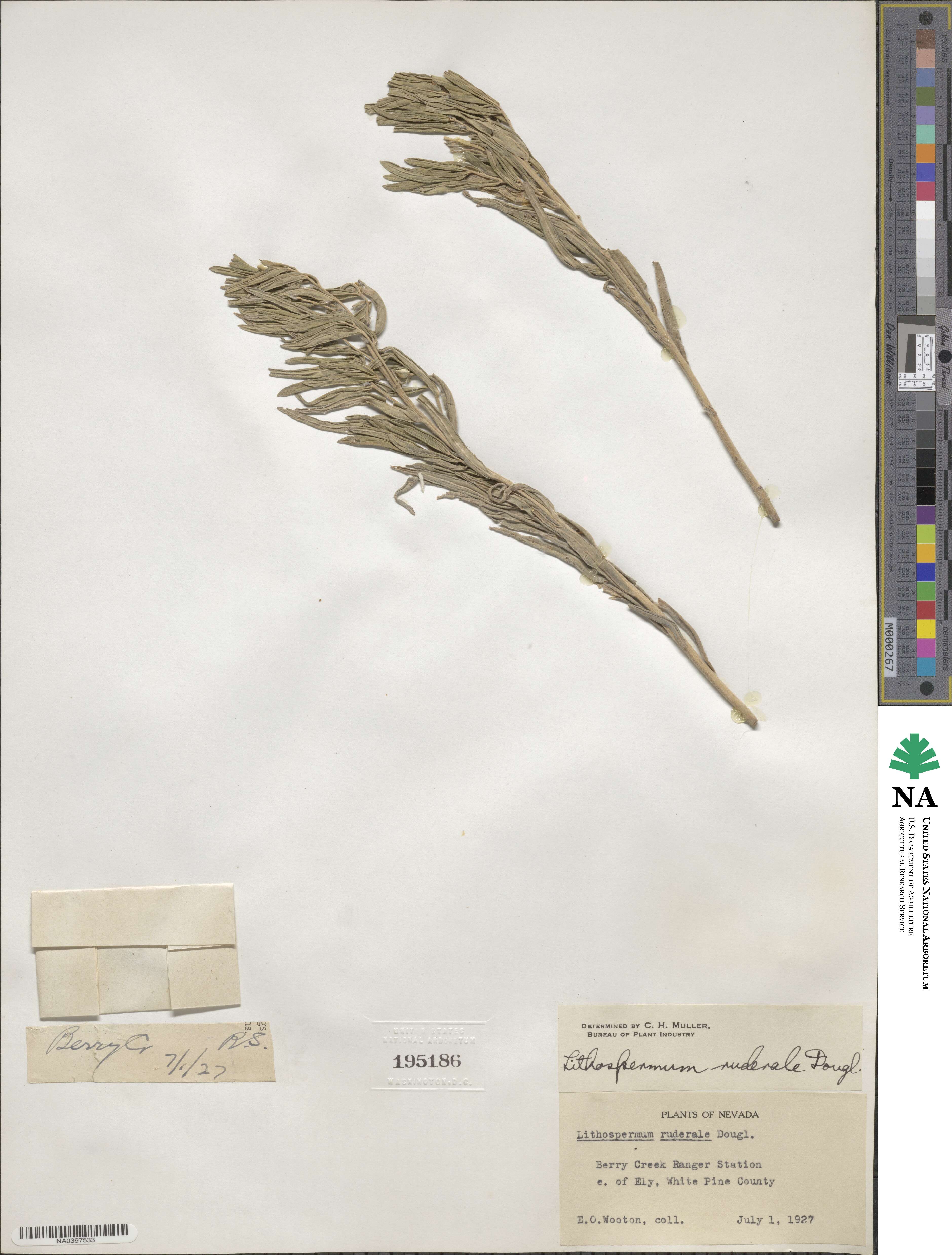 Boraginoideae image