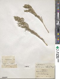 Lithospermum ruderale image