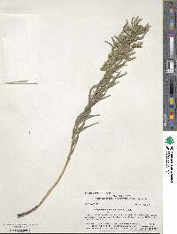 Lithospermum ruderale image