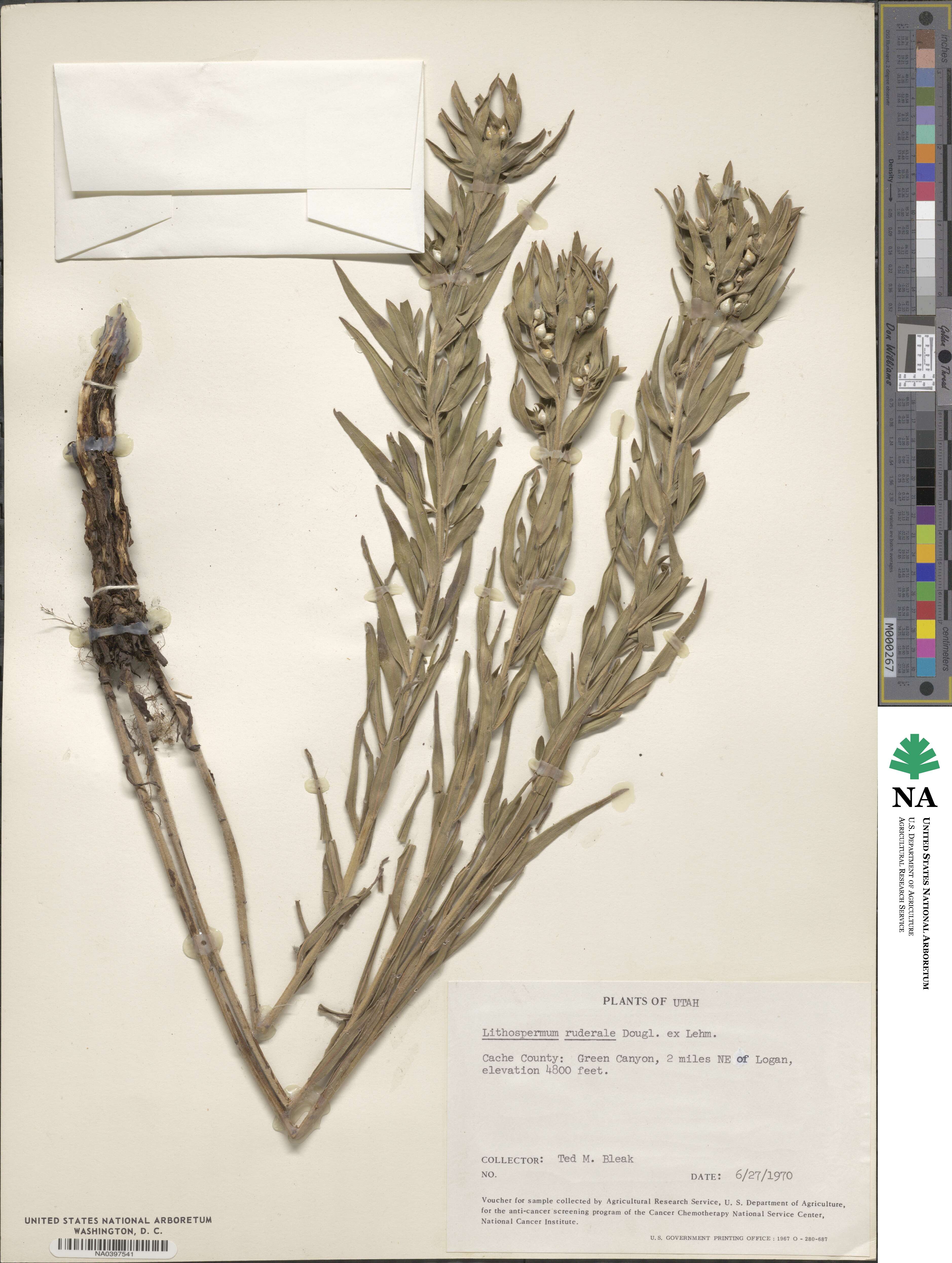 Lithospermum ruderale image