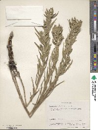 Lithospermum ruderale image