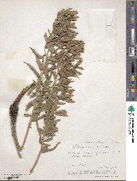 Lithospermum ruderale image