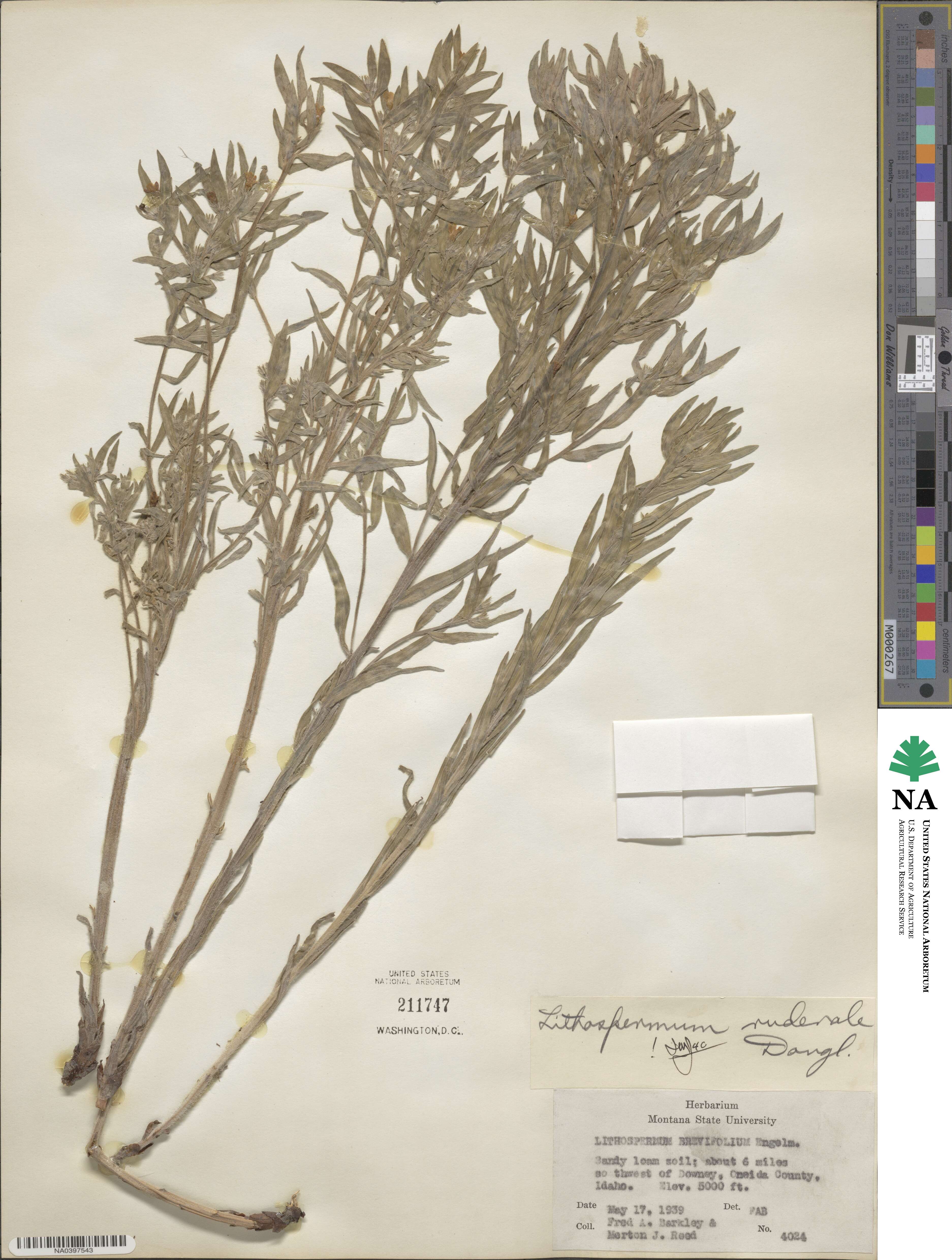 Lithospermum ruderale image