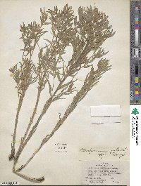 Lithospermum ruderale image