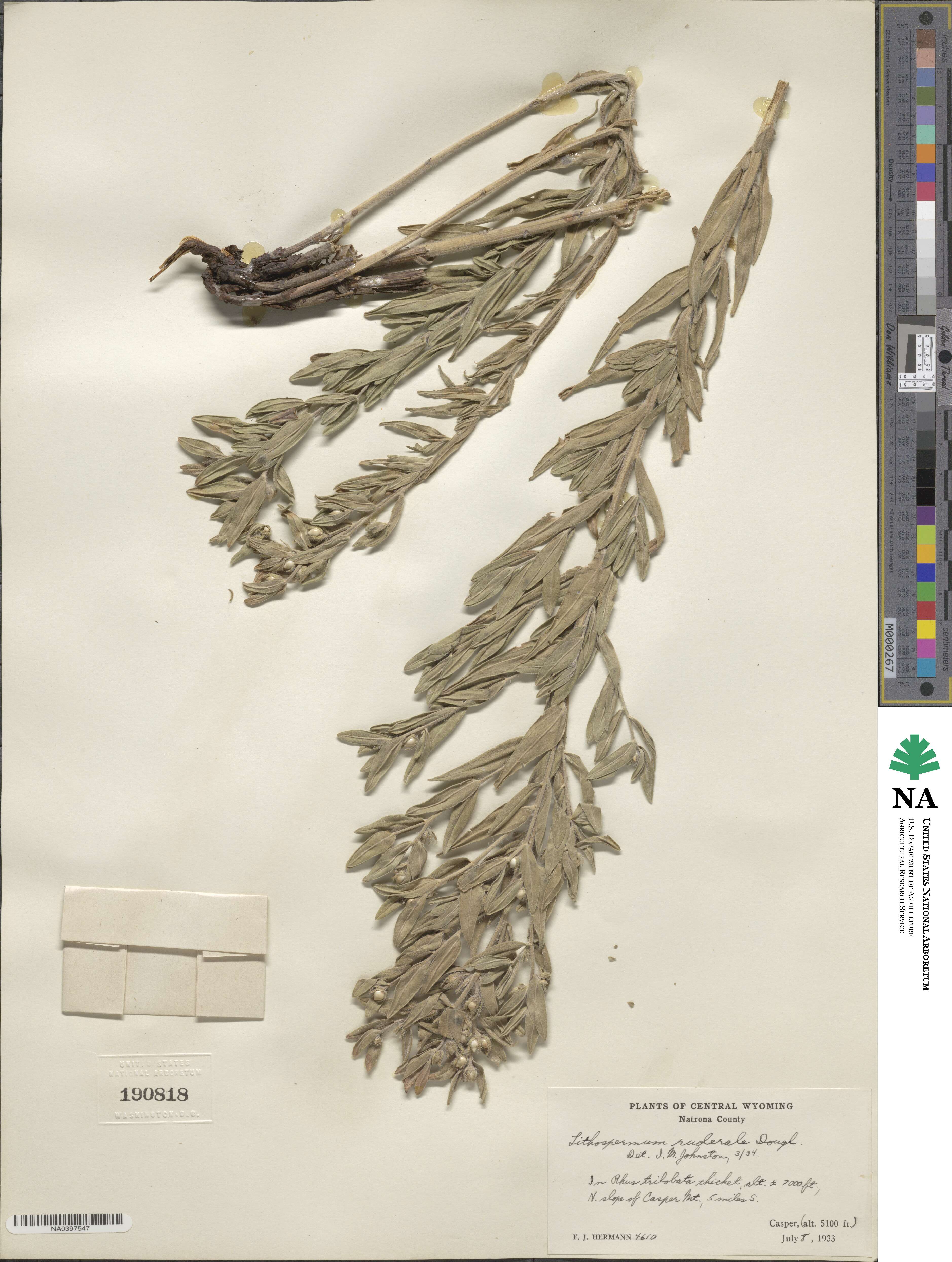 Lithospermum ruderale image