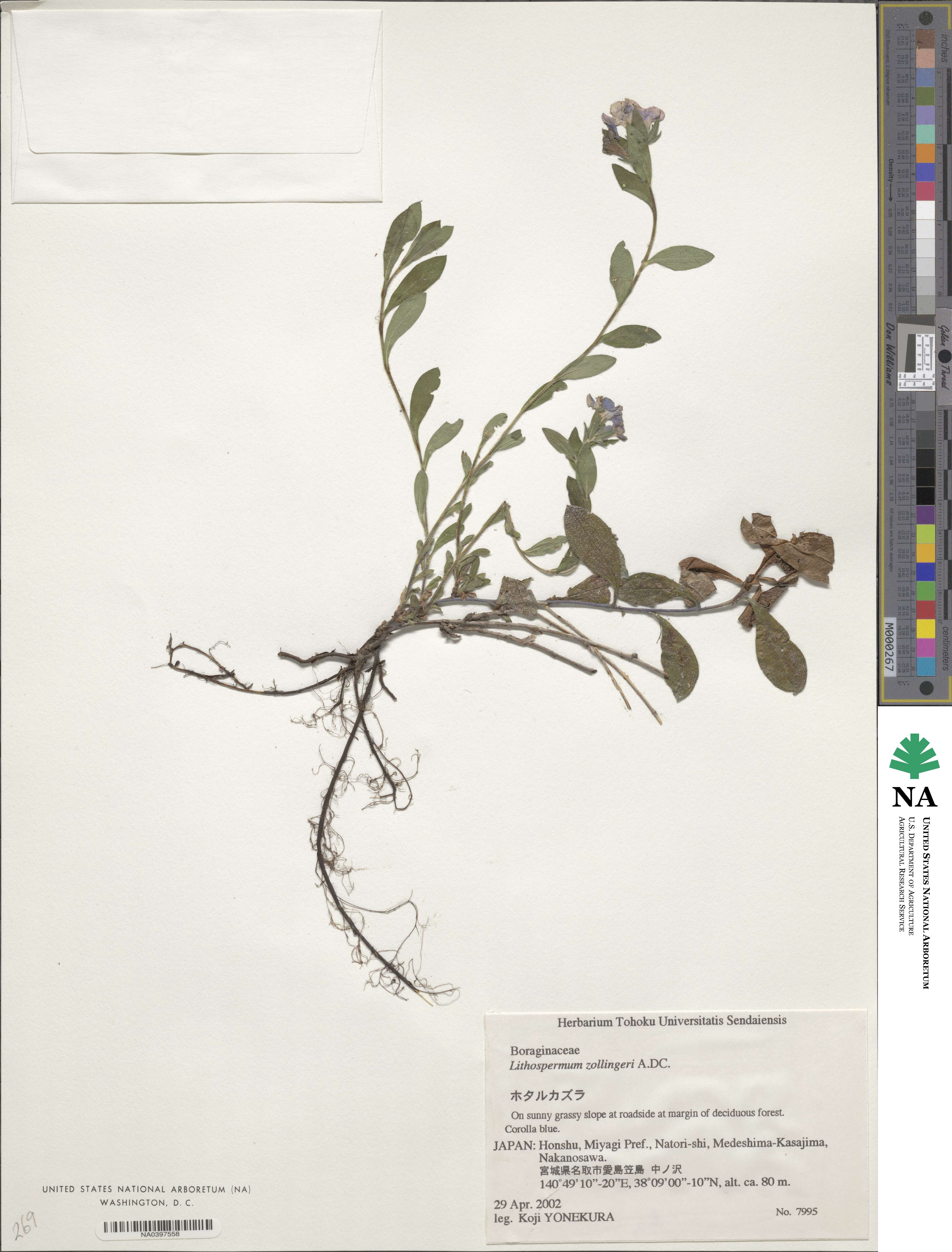 Aegonychon zollingeri image