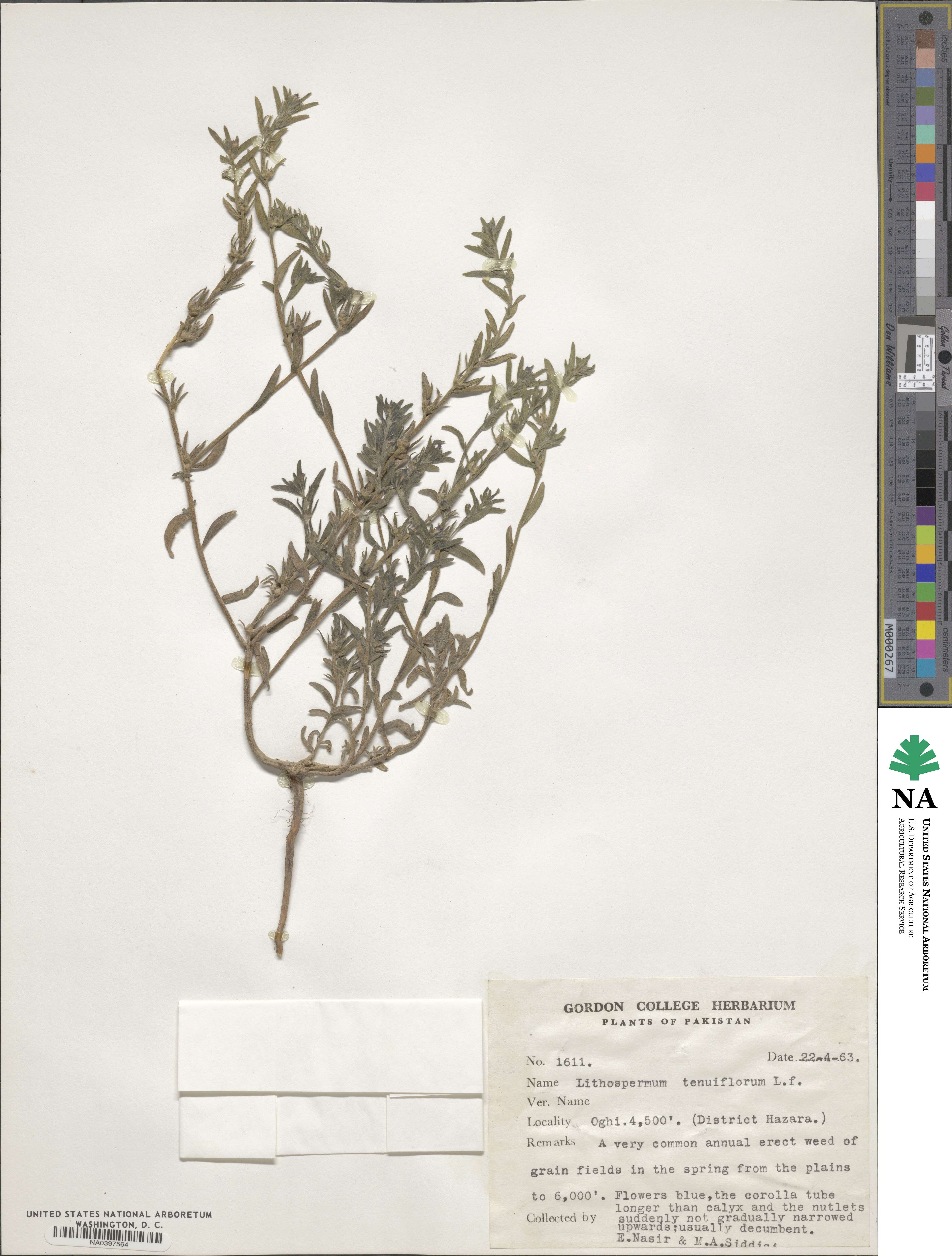 Buglossoides arvensis subsp. sibthorpianum image