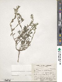 Buglossoides arvensis image