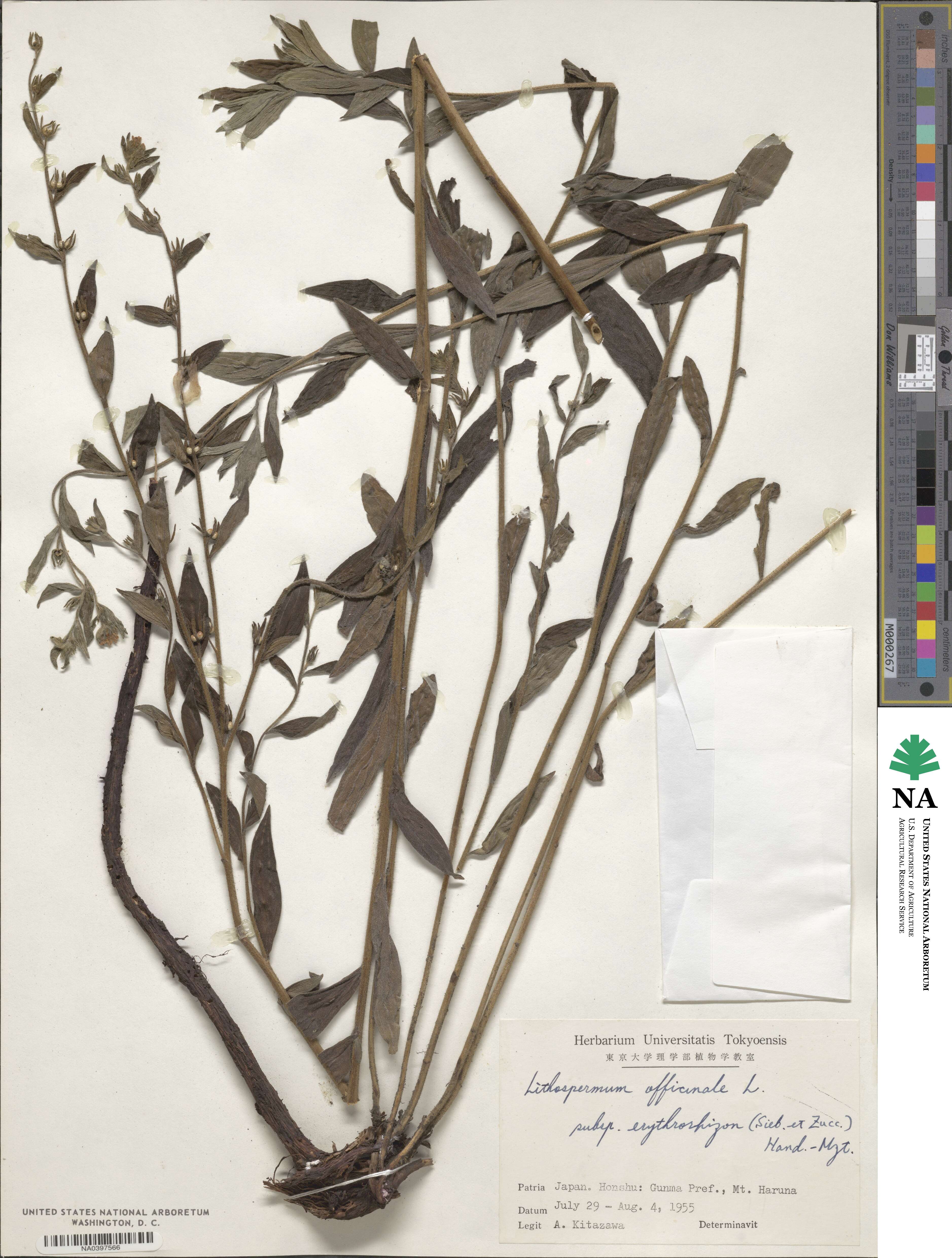 Lithospermum officinale image