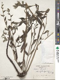 Lithospermum officinale image