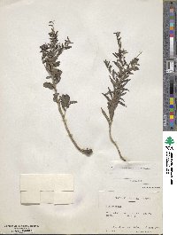 Lithospermum officinale image