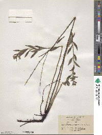 Lithospermum erythrorhizon image