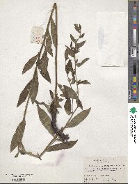 Lithospermum erythrorhizon image