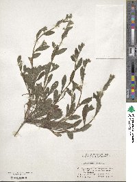 Lithospermum arvense image