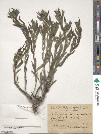 Lithodora fruticosa image