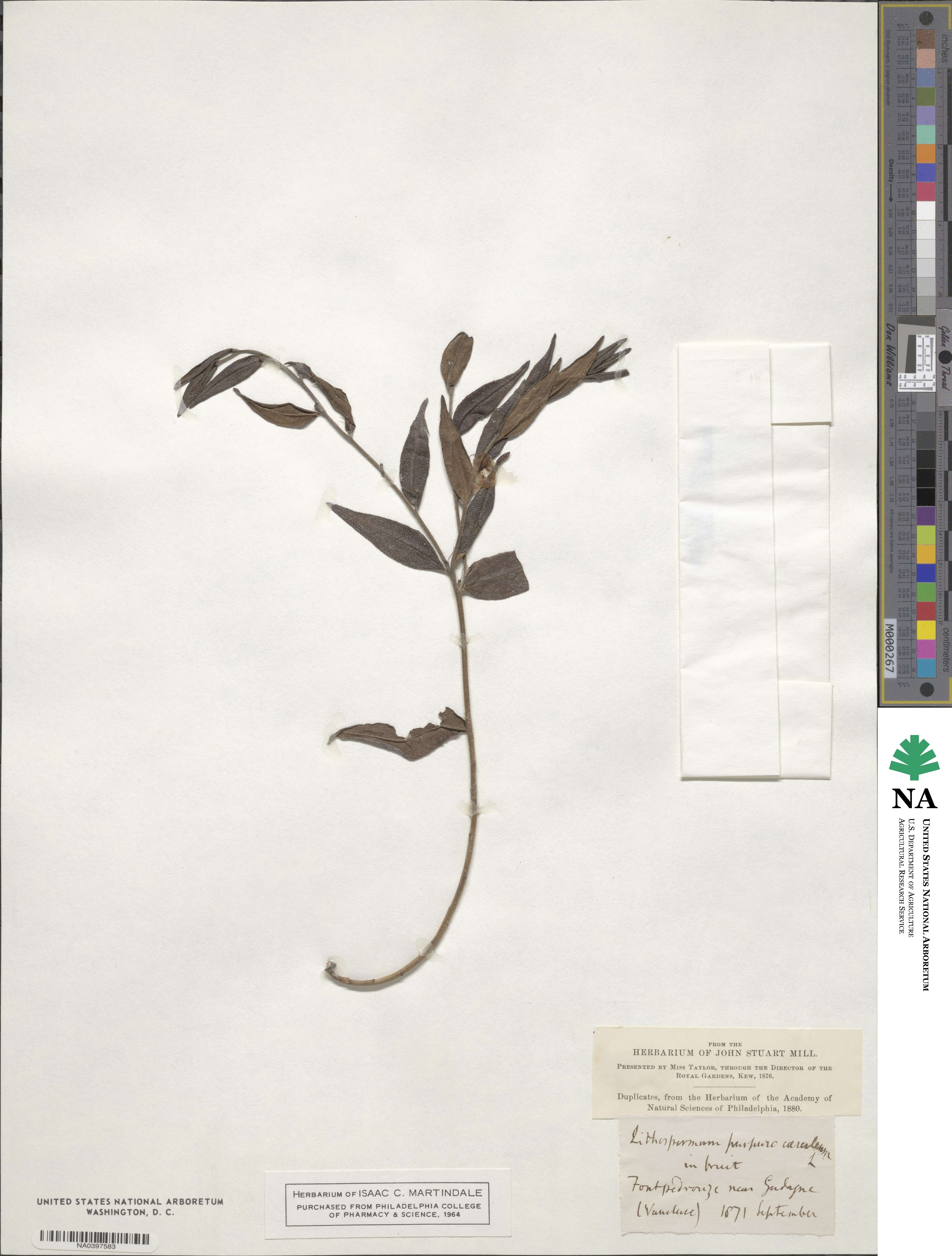 Lithodora image