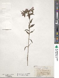 Lithodora fruticosa image