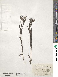 Lithodora fruticosa image