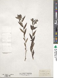 Lithodora fruticosa image