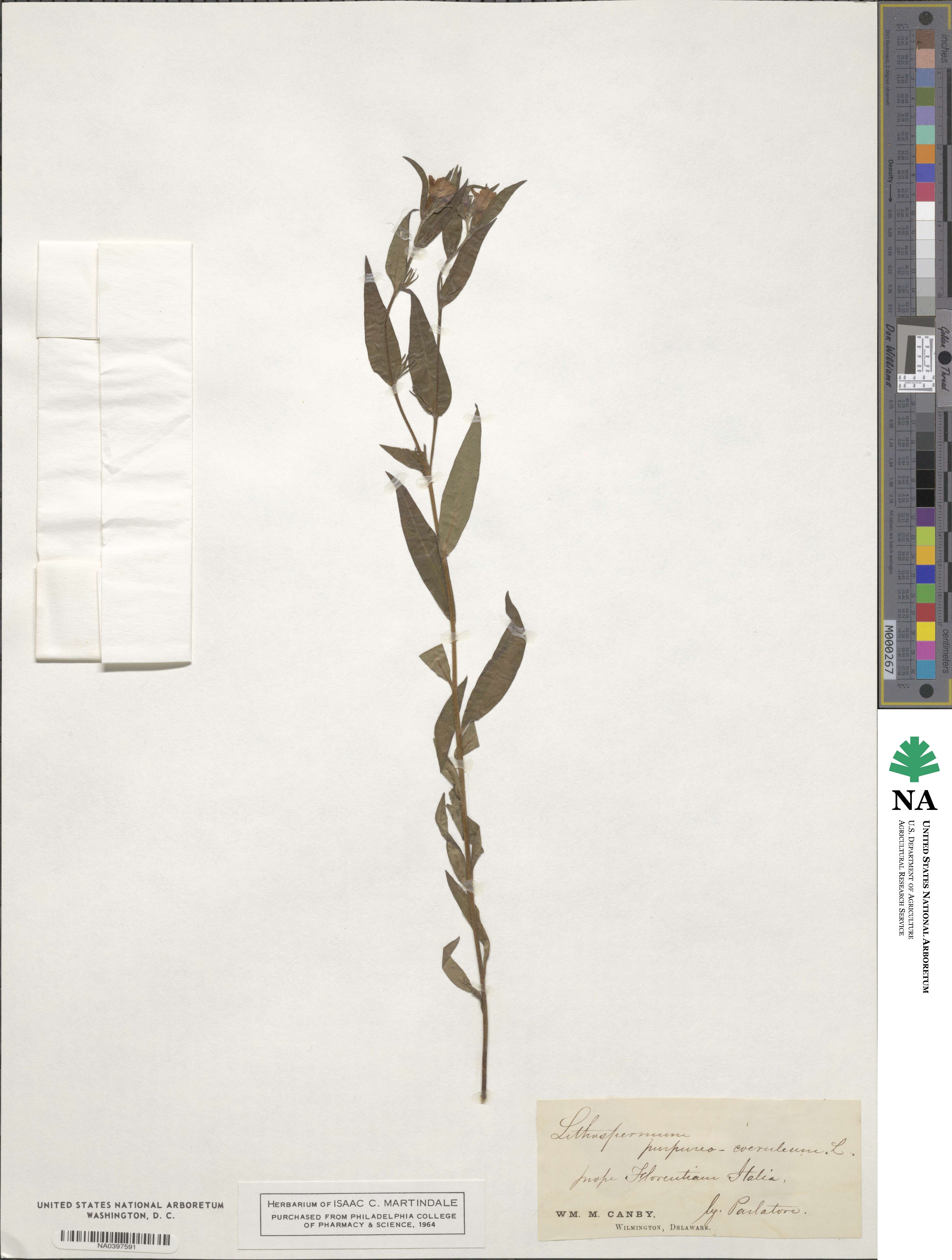 Lithodora fruticosa image
