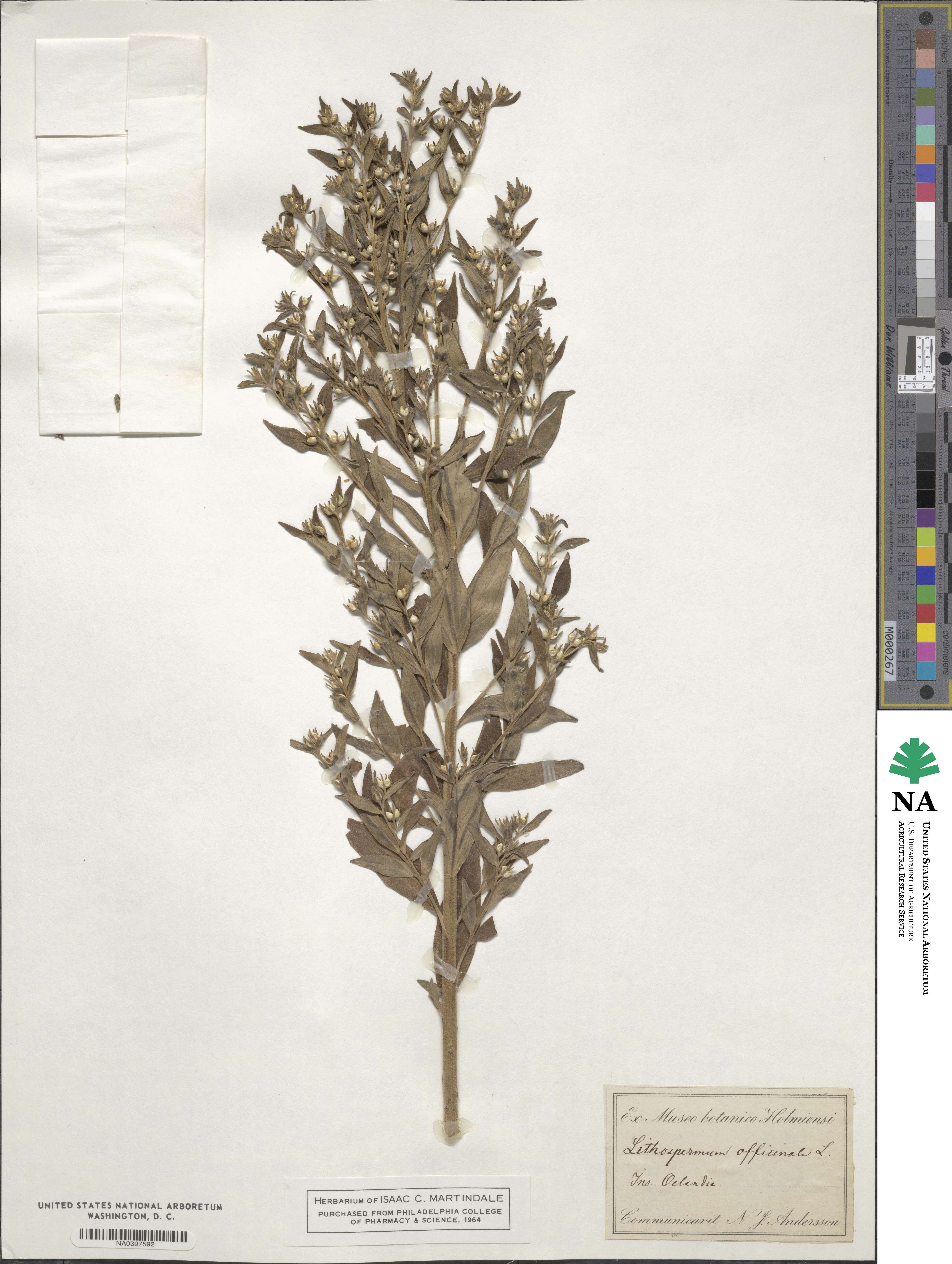 Lithospermum officinale image