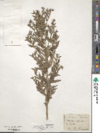 Lithospermum officinale image