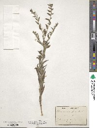 Lithospermum officinale image