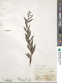 Lithospermum officinale image