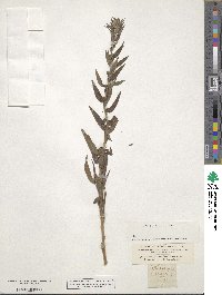 Lithospermum officinale image