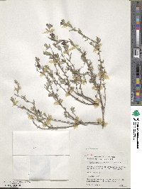 Lithospermum fruticosum image