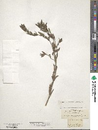 Lithospermum arvense image